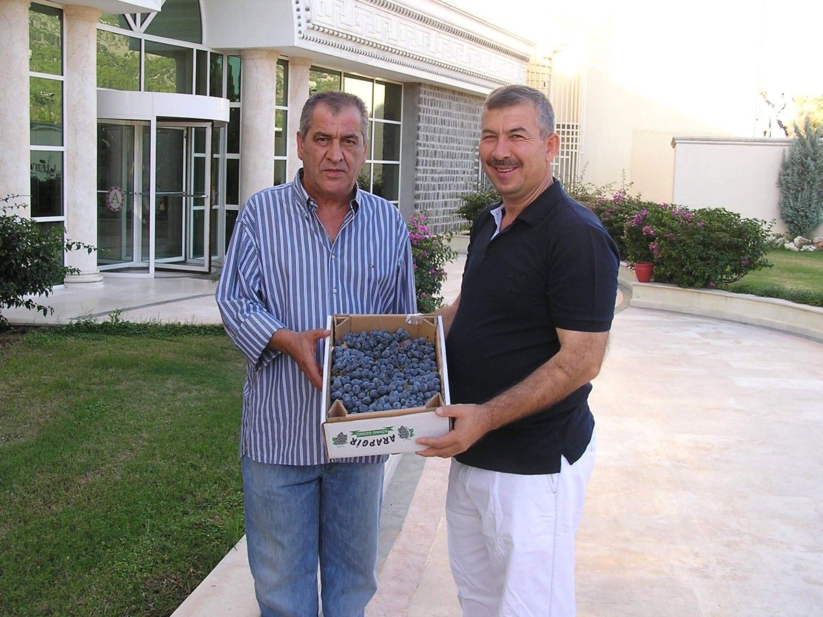 Muğla\'da Arapgir Üzümü Tanıtıldı