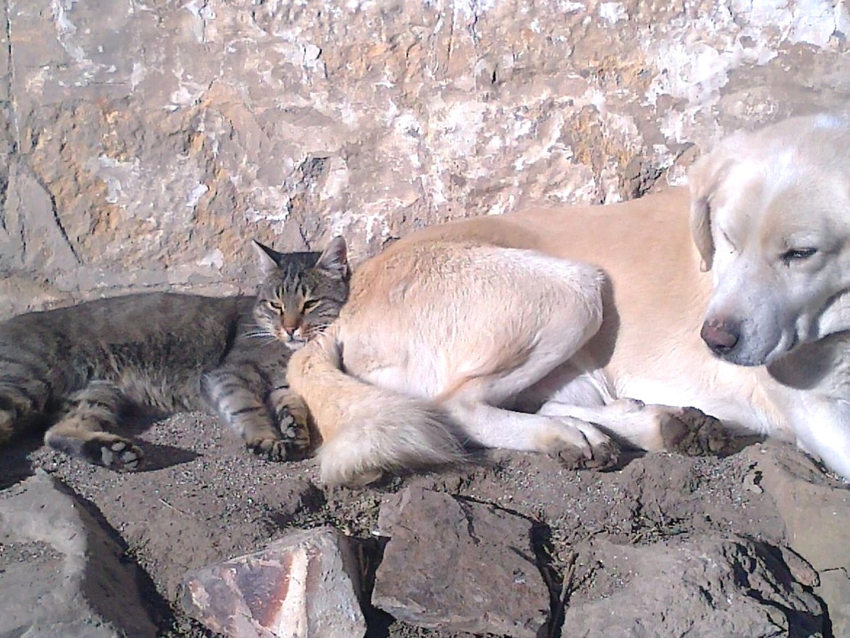 Kedi ve Köpeğin Birlikte Uyku Keyfi