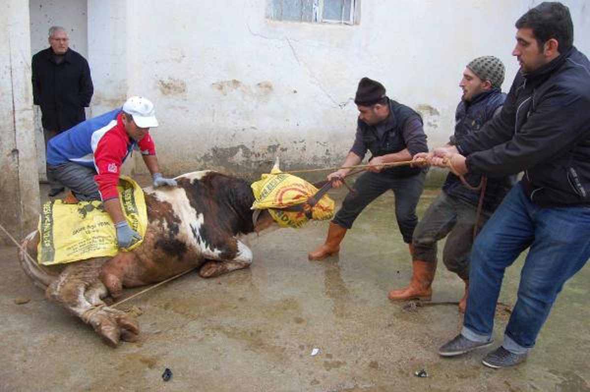 Muşlu Kasap: Kurban Kesiminde En Hızlı Benim
