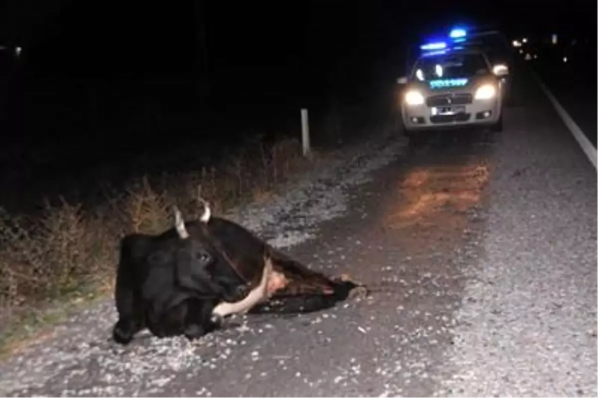 Otomobil Aniden Yola Çıkan 3 İneğe Çarptı: 9 Yaralı