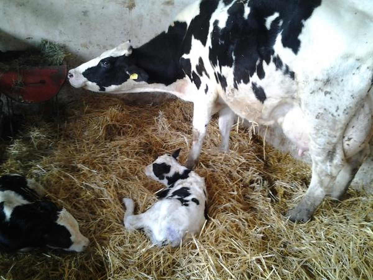 4 İneği İkiz Doğuran Besici Sevindi