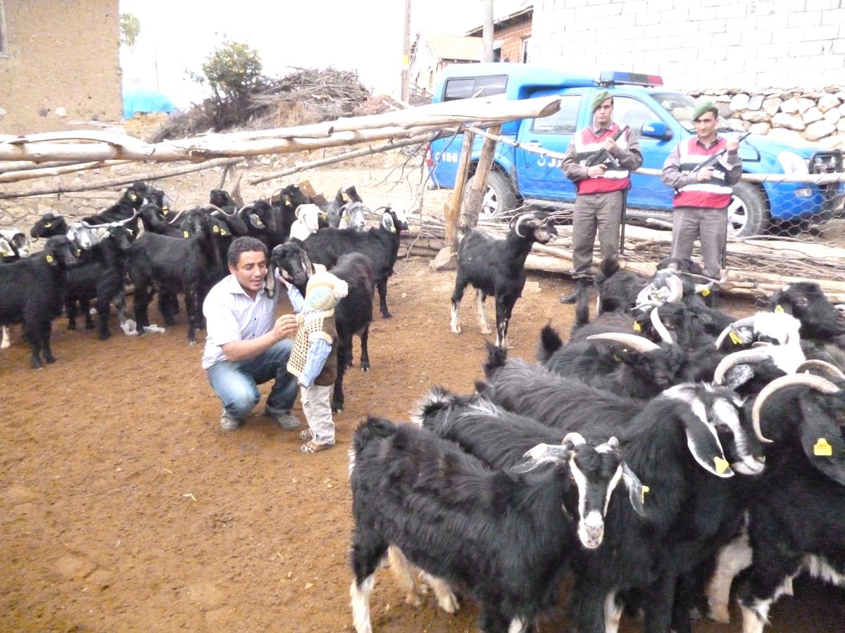 Hayvan Hırsızı Yakalandı