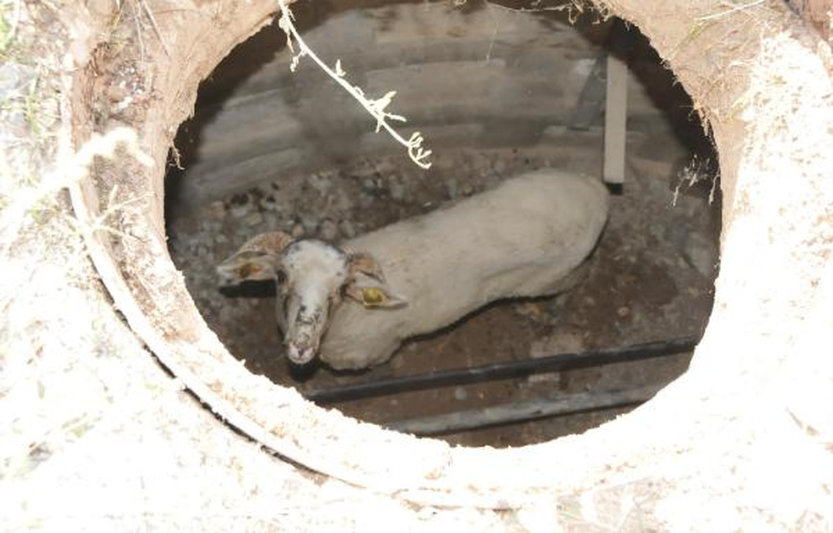 İtfaiye Ekipleri Çukura Düşen Koçu Çıkardı