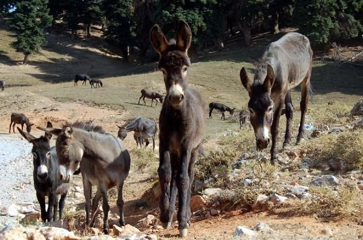 Kahramanmaraş Eşekleri Aldı, Kredi Çıkmayınca Çiftlik Kuramadı