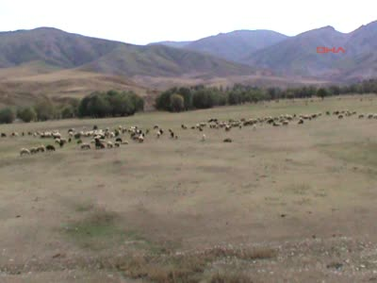 Ot Olmayınca Hayvanlar Zayıfladı