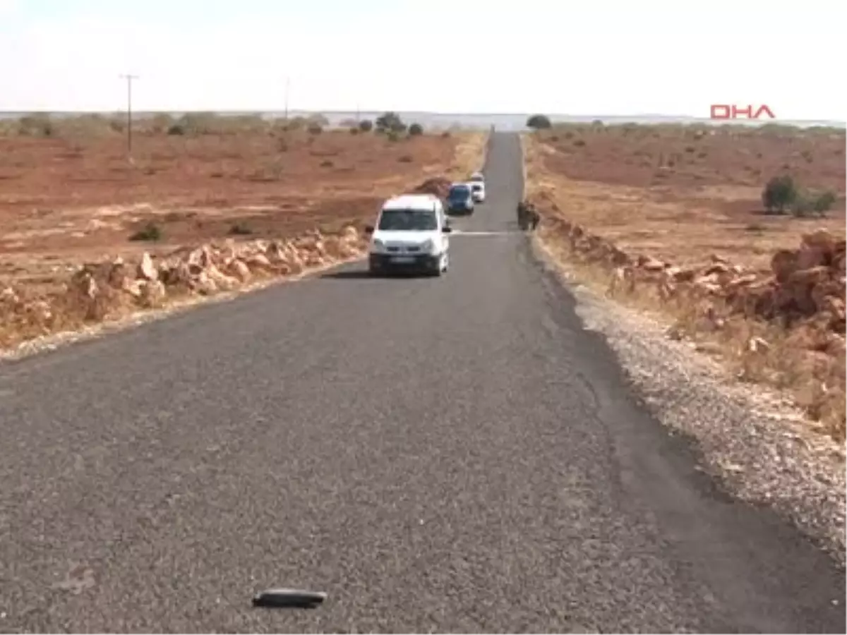 Şanlıurfa Düğün Yolunda Kaza 1 Ölü, 4 Yaralı