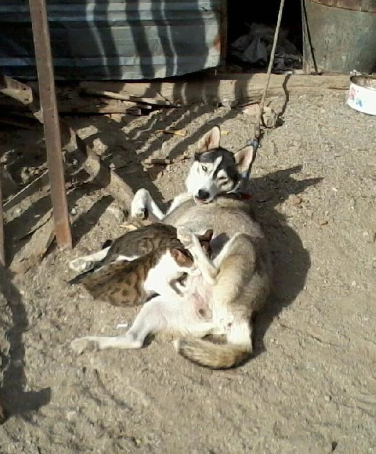 Sibirya Kurdu Cinsi Köpek, Yavru Kedileri Emziriyor
