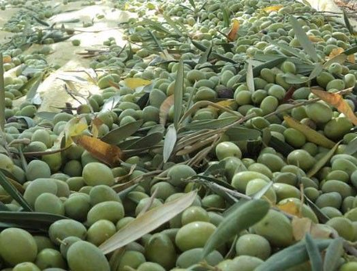 Tariş, Yeşil Zeytin Alımına Başladı