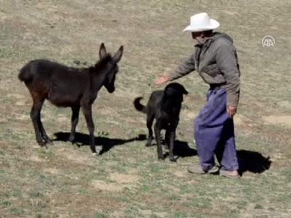 Topladığı Eşekler Başına Dert Oldu