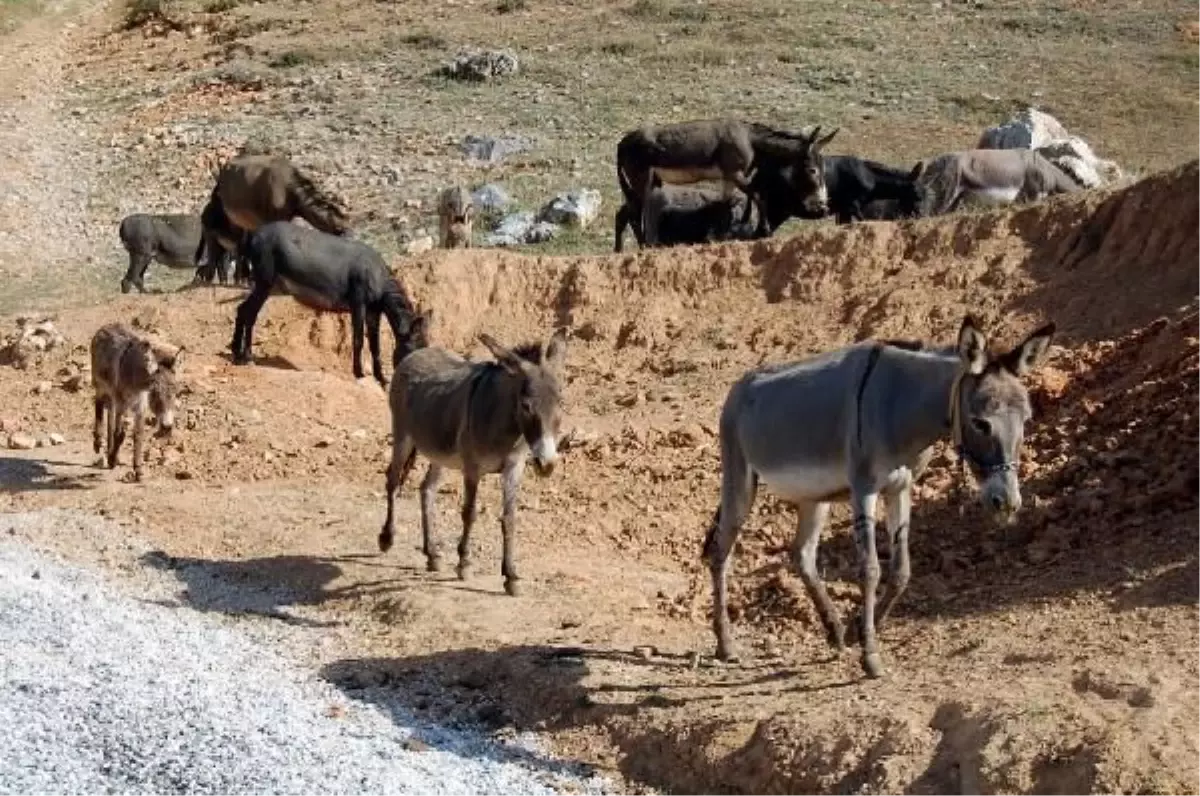 "Topladığı Eşekler Başına Dert Oldu"