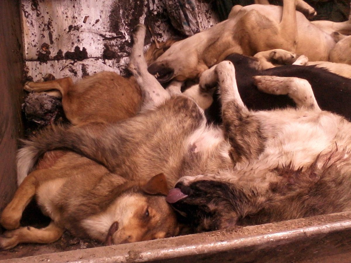 Tosya Belediyesi Sokak Köpeklerini Topladı