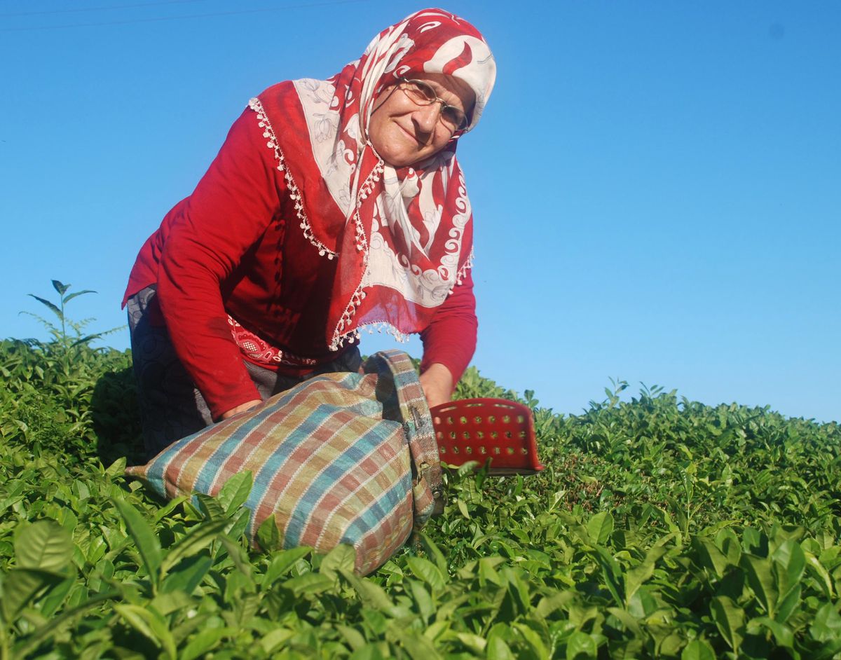 4. Sürgün Çay Alımları Başladı