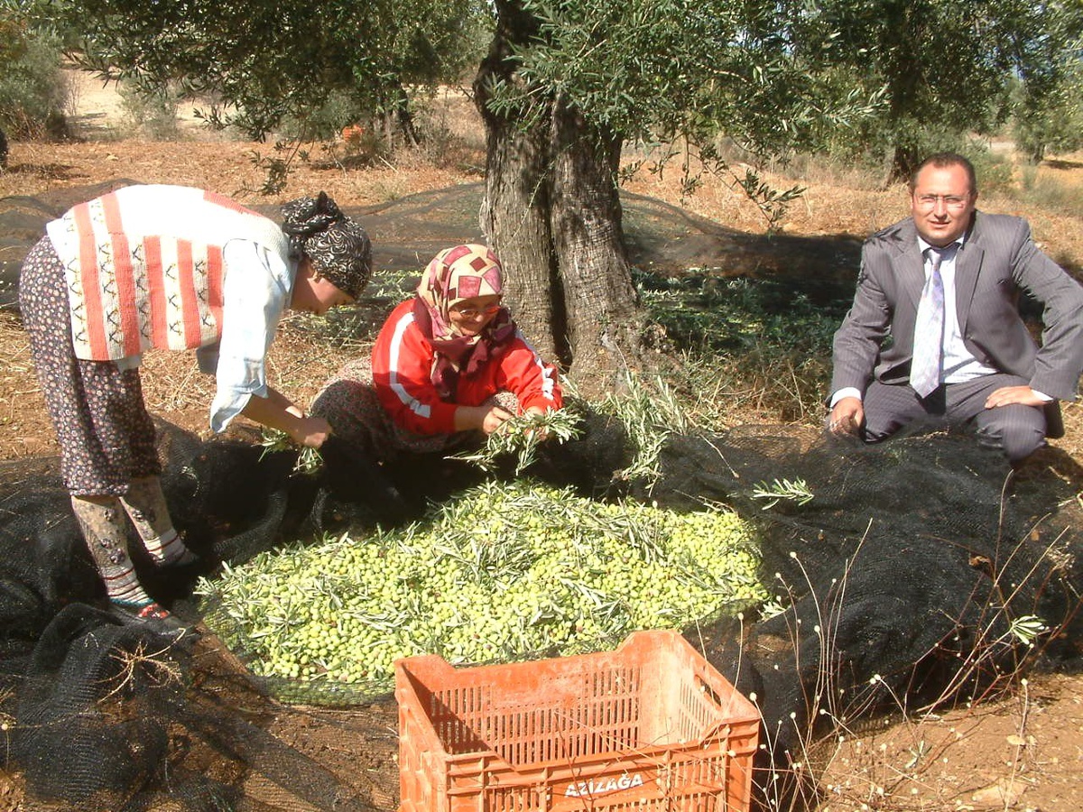 Yeşil Çizik Zeytin Hazırlanmasına Başlandı