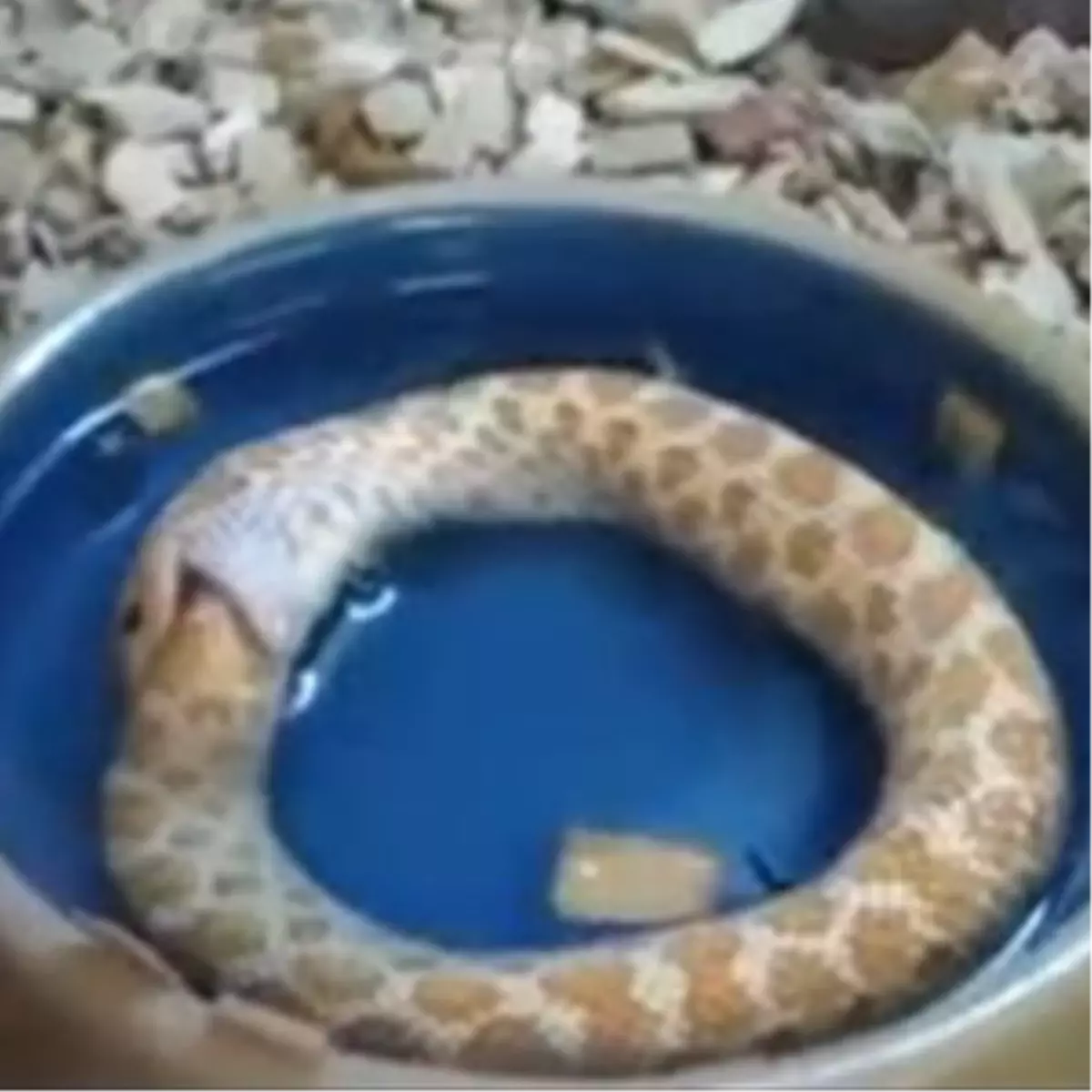 Kendini Yiyen Yılan Şok Etti