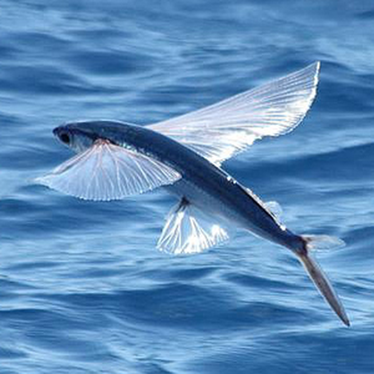 Meğer 'Uçan Balık' Diye Bir Şey Varmış