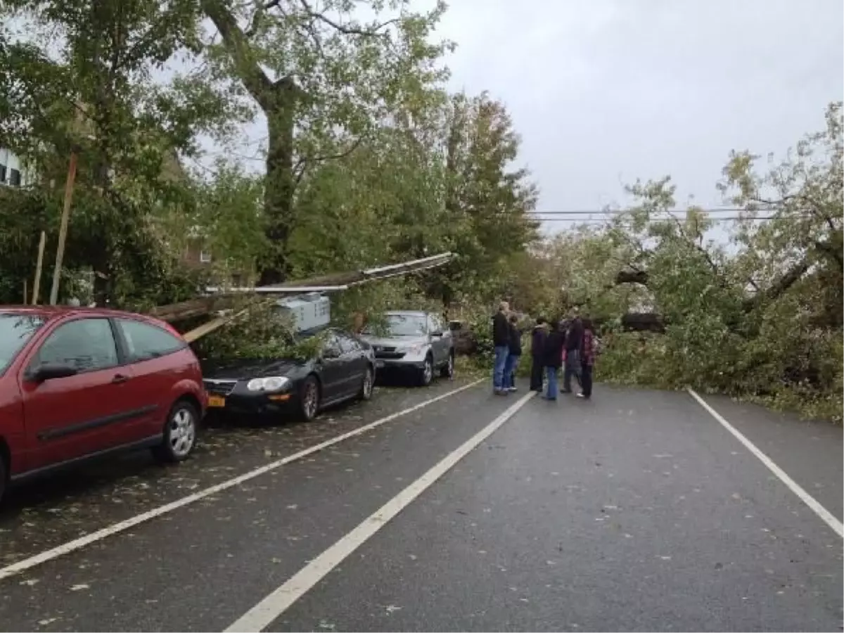 Sandy Kasırgası Ağaçları Devirdi