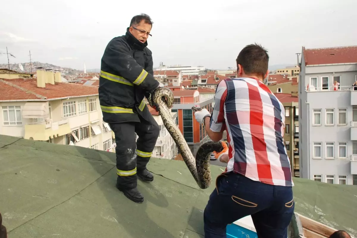 Şehir Merkezinde Piton Operasyonu