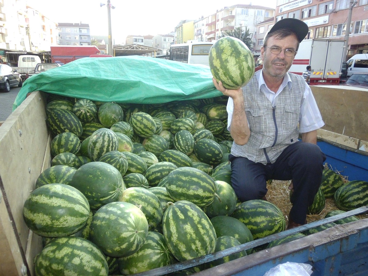 Üzüme Yenik Düşen Karpuz, Hayvanlara Yem Oldu