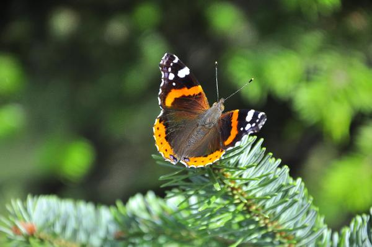 Vanessa Atalanta Renkleriyle Büyüledi