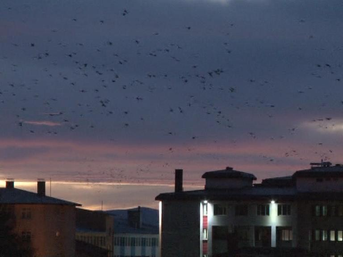 Erzurum\'da Dağlara Kar Düşmesiyle Kargaların Göçü Başladı