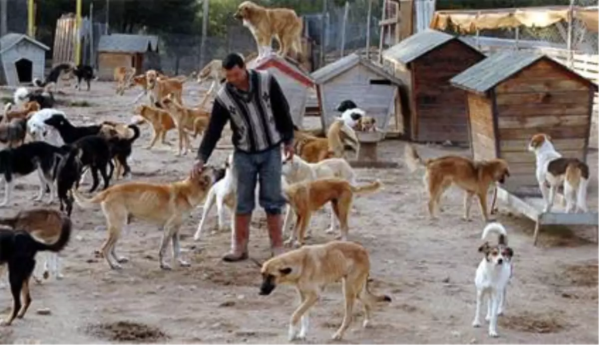 Kocaeli\'de Köpek Barınağına Silahla Ateş Edildi