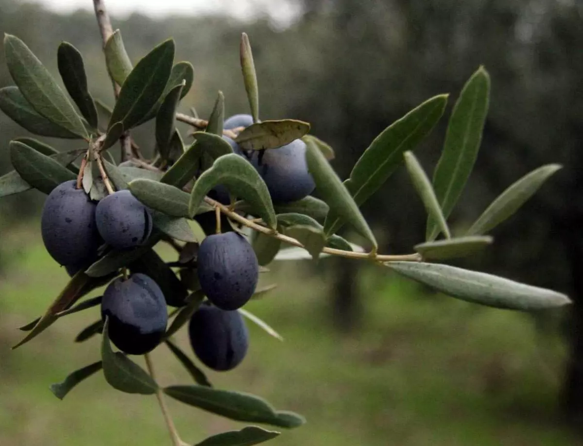 Marmarabirlik Zeytin Alım Fiyatlarını Açıkladı