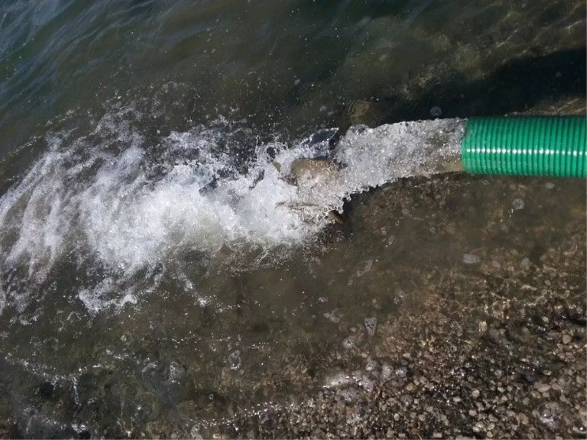 Göksu Barajı\'na 110 Bin Pullu Sazan Salındı