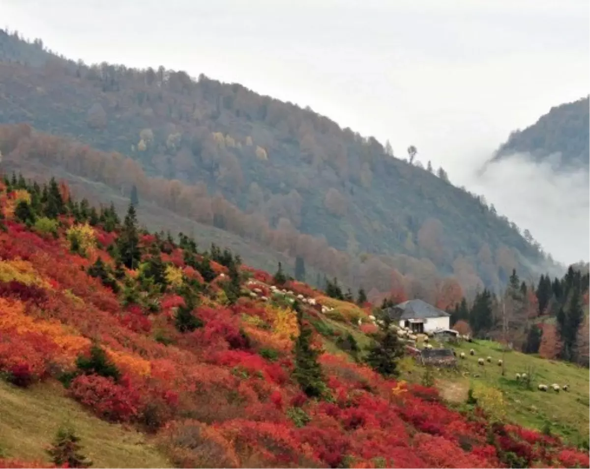 Karadeniz Ormanlarında Renk Cümbüşü