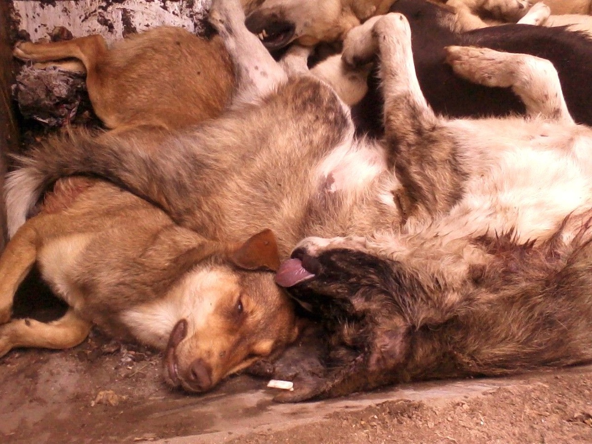 "Türkiye Sokak Köpekleri Sorununu Kendi Çözsün"