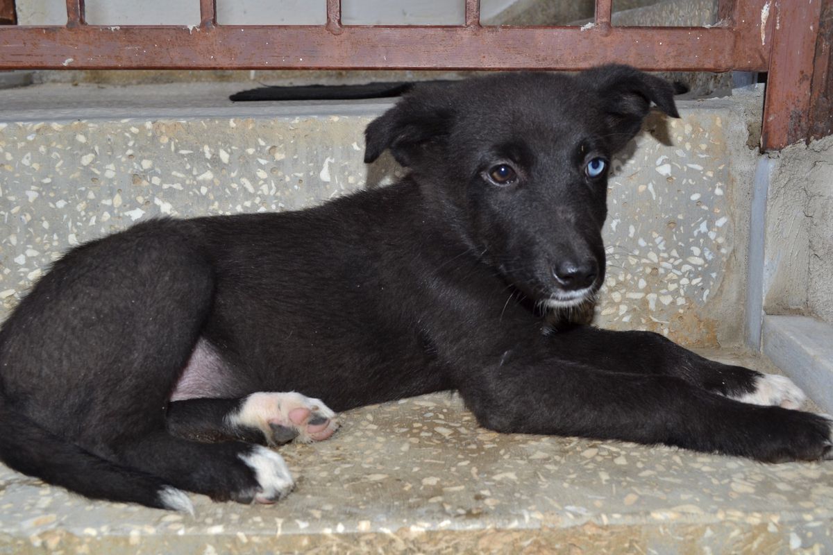 Van Kedisi Gibi Sokak Köpeği