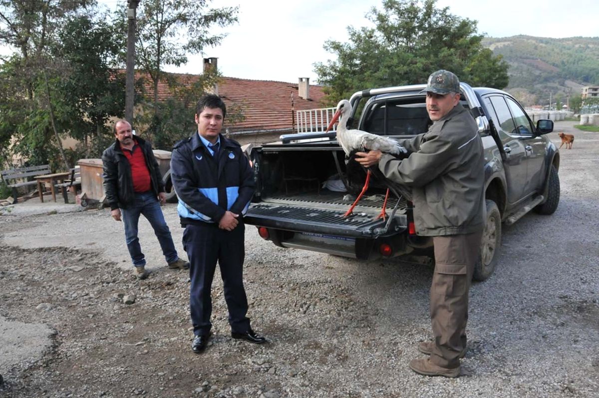 Yaralı Leyleğe Çan Belediyesi Sahip Çıktı