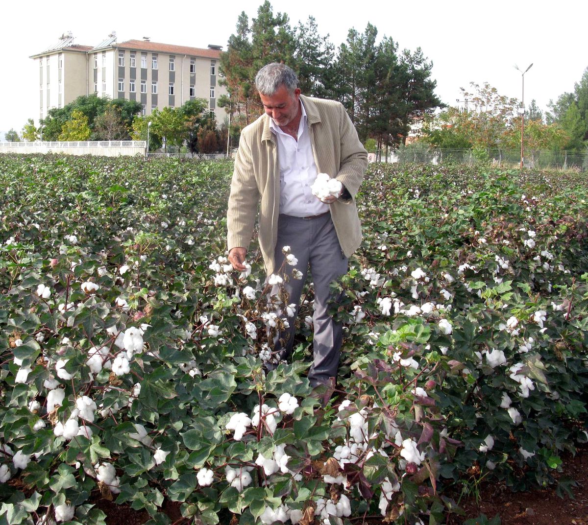 Arabanlı Pamuk Üreticileri Hasat Dönemini Zararla Kapatıyor
