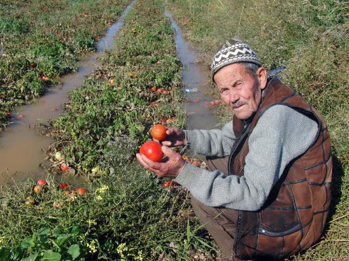 Çanakkale\'de Aşırı Yağış Domates Üreticisini Vurdu