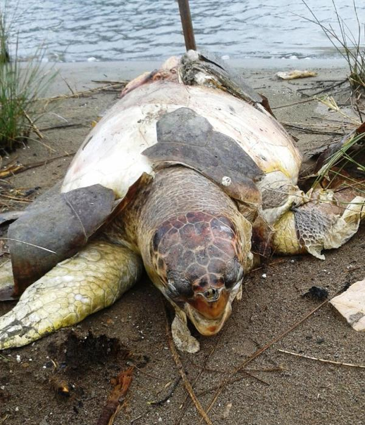 Caretta Caretta\'yı Av Tüfeğiyle Öldürdüler