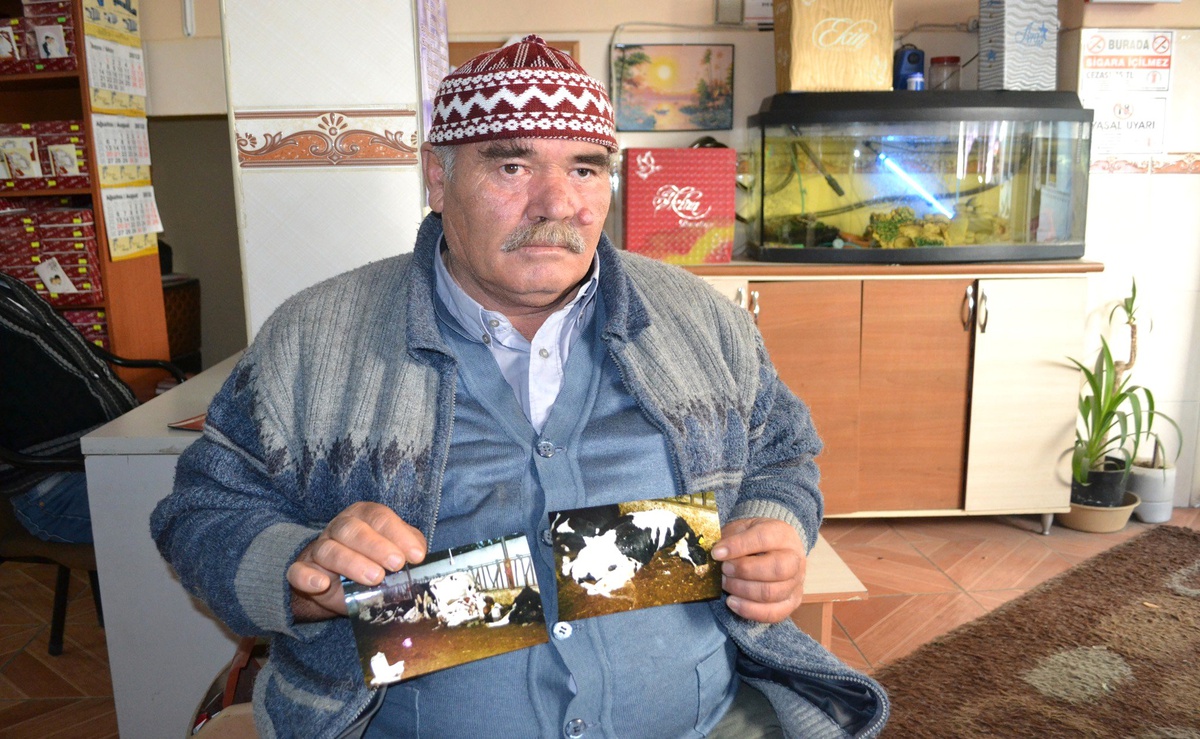 Elektrik Akımına Kapılan Altı İnek Telef Oldu