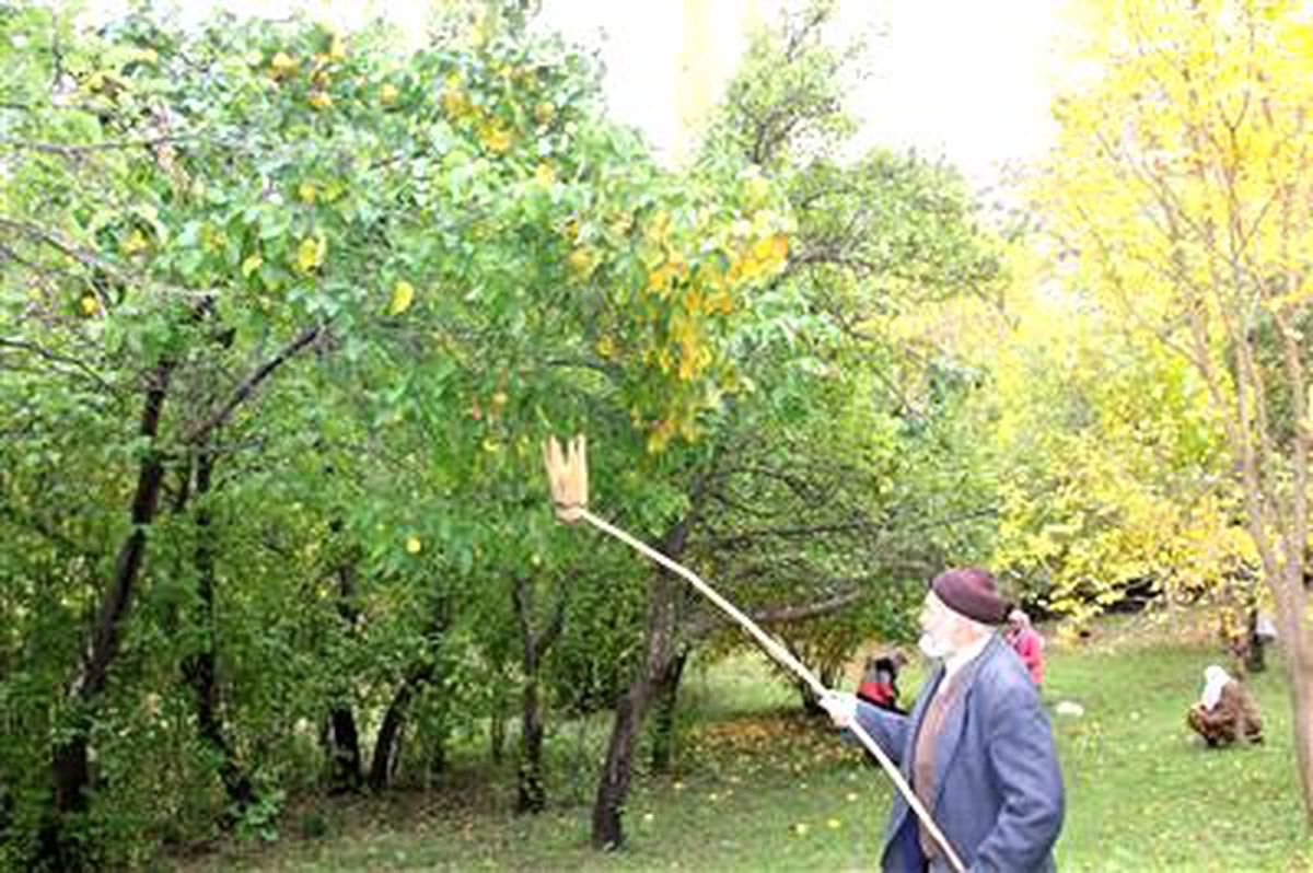 Erzurum\'da Ayva Hasadı Başladı