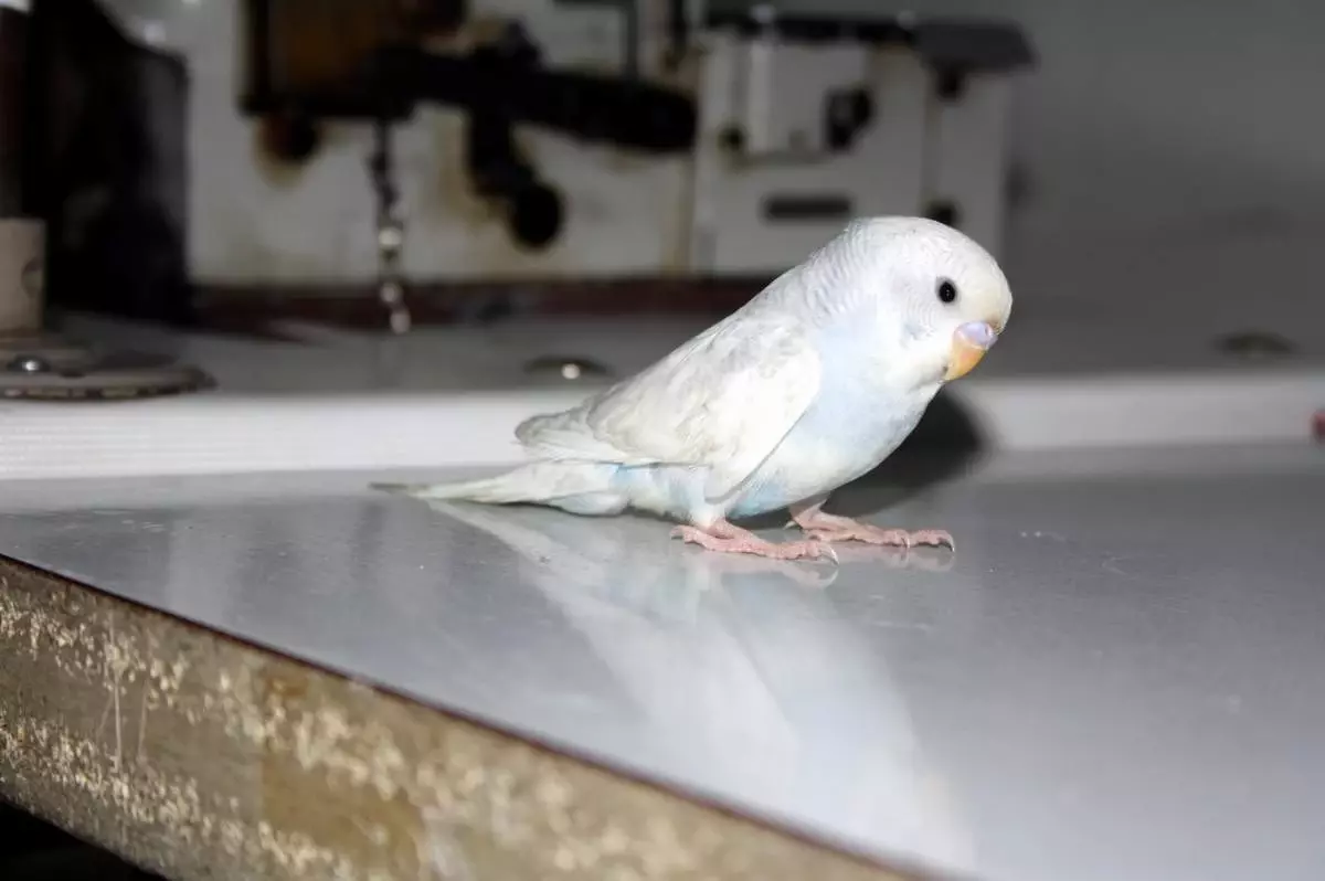 Kafesinden Kaçan Muhabbet Kuşu İçin Seferber Oldular