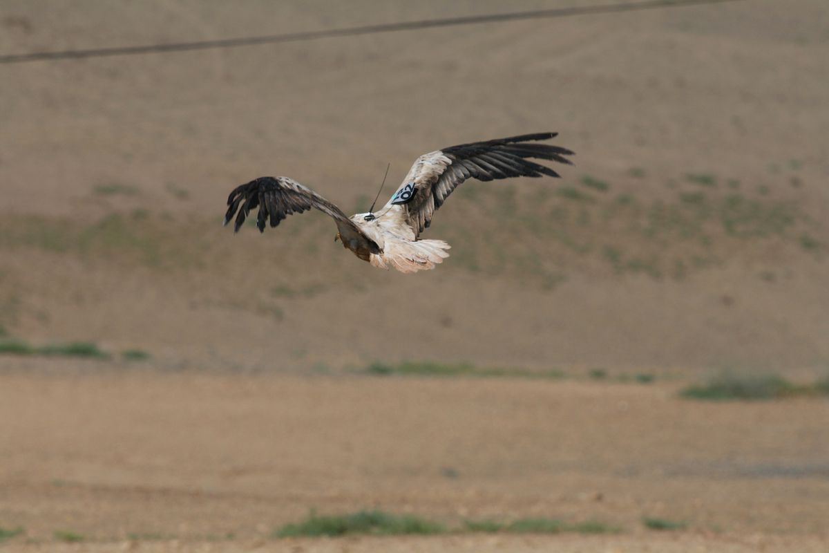 Küçük Akbabalar İlk Kez Uydudan İzleniyor