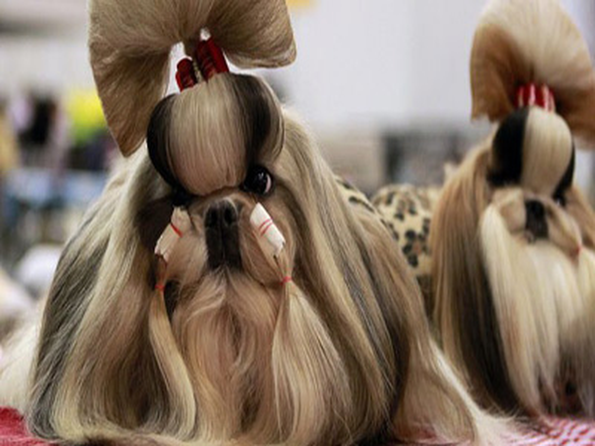 Moskova\'da Köpek Defilesi Yapıldı
