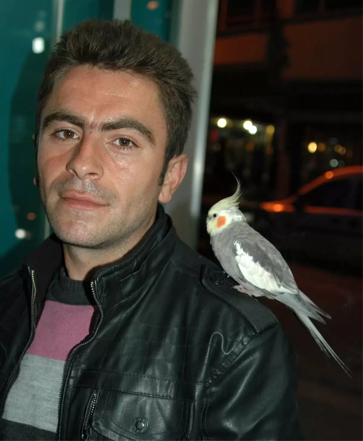 Omzuna Konan Papağan 3 Aydır Ayrılmıyor