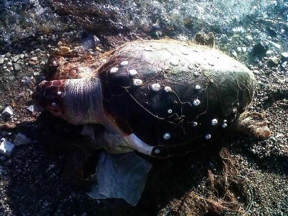 Bodrum\'da Ölü Caretta Caretta Bulundu