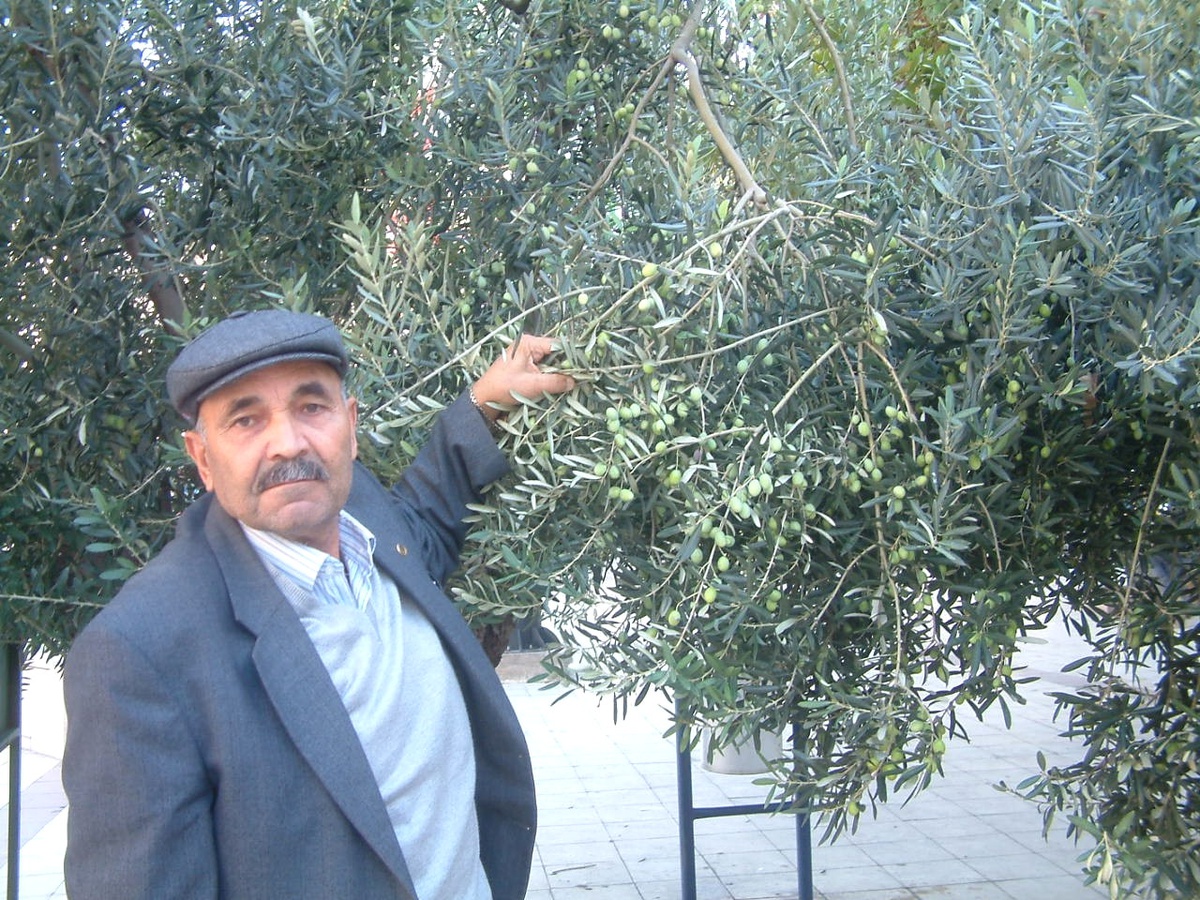 Burhaniye\'de Zeytinciler Fiyatları Bekliyor