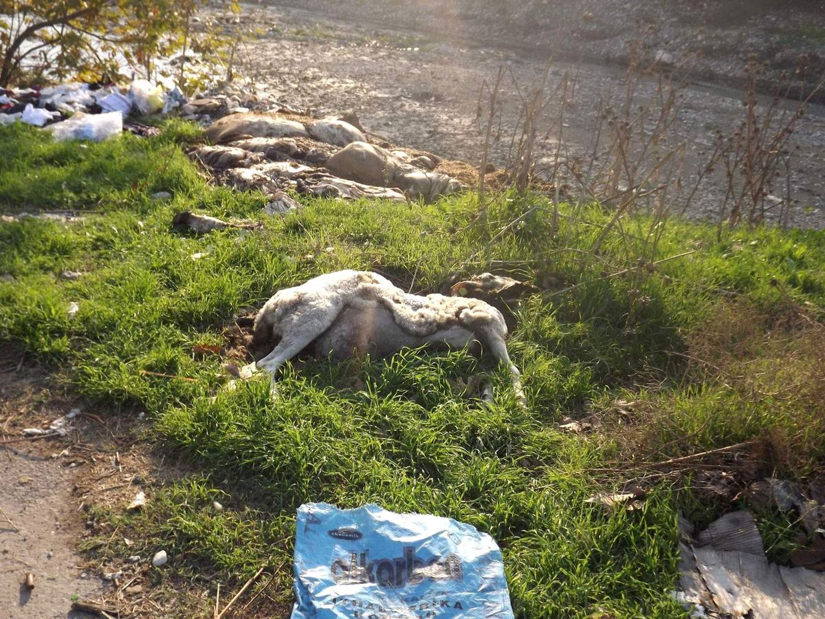 "Deliçay Çevreye Kötü Koku Salıyor"