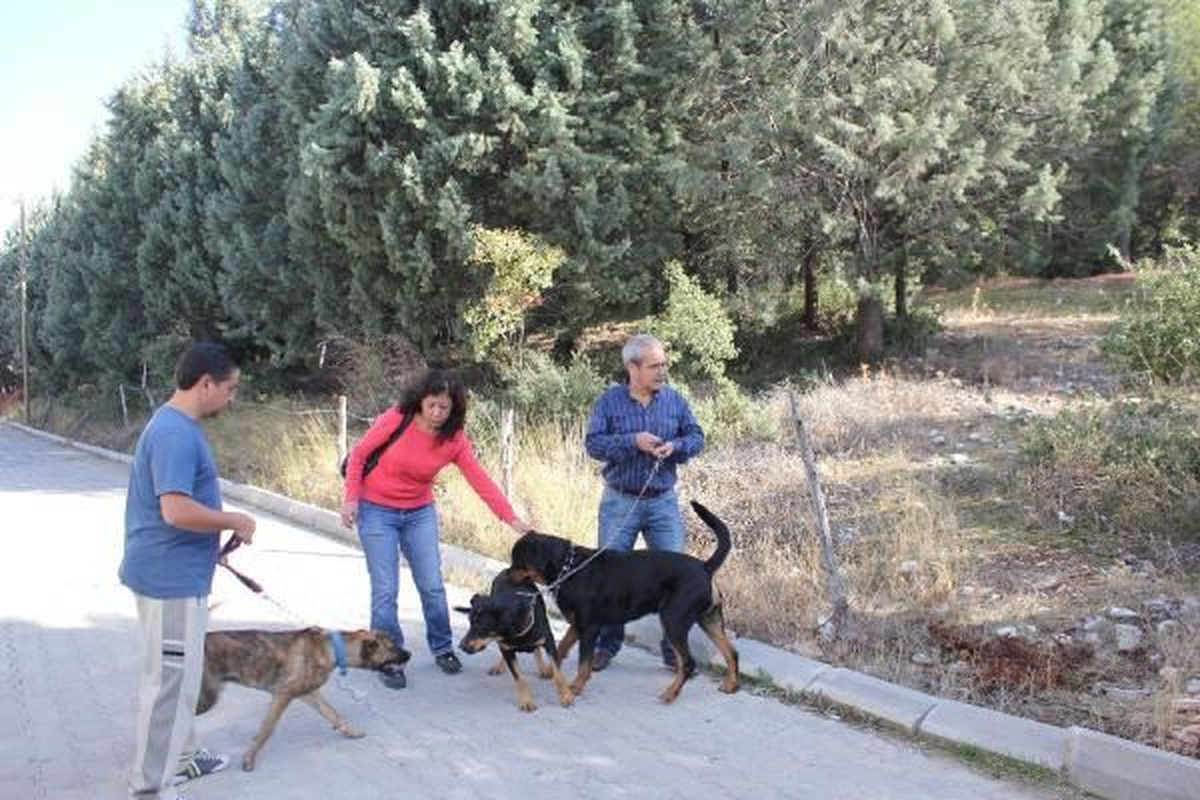 Denizli\'de Ağaç Kesimine Köpekli Direniş