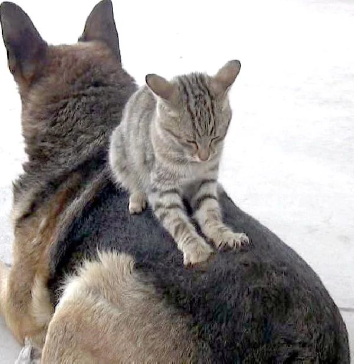 Köpekle Kedilerin Şaşırtan Dostluğu