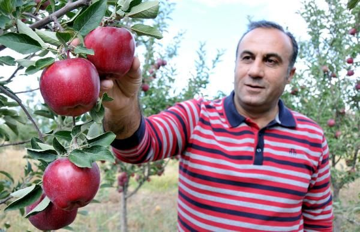 Van Doçent Yaşar Van\'da Yetiştirdiğimiz Elmalar Dünyanın En Güzeli