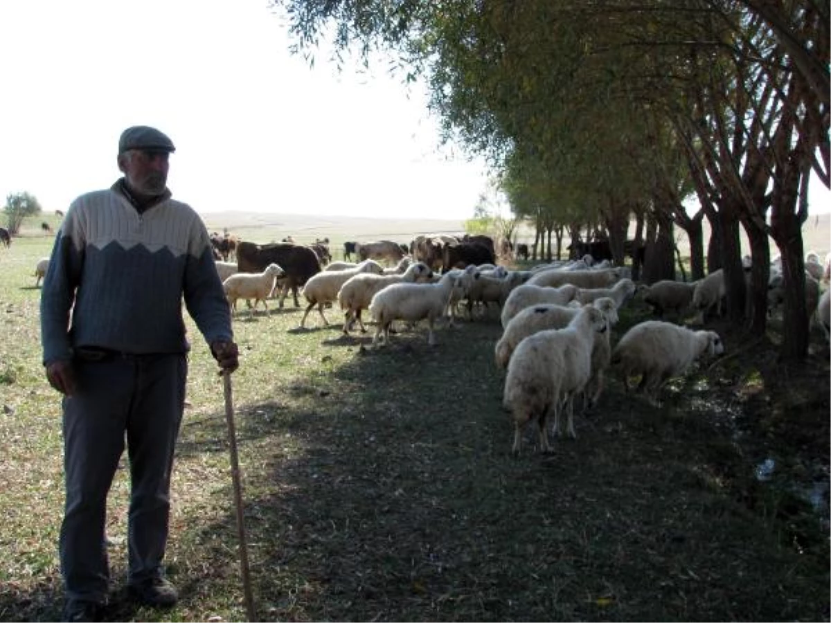 Bin 250 Liraya Çalışacak Çoban Bulamıyor