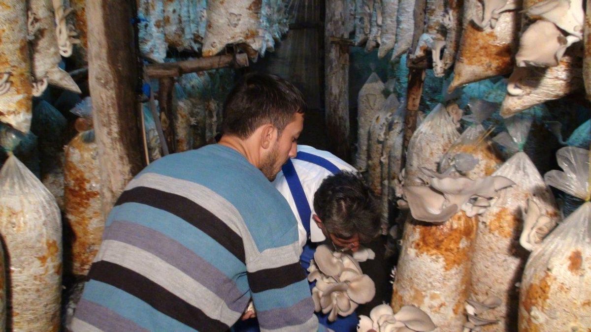 Gediz\'de İstiridye Mantarı Yetiştiriciliği Yaygınlaşıyor