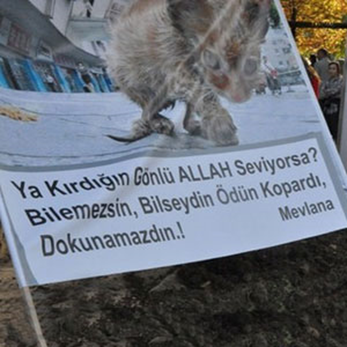 Haytap\'tan 81 İlde Eş Zamanlı Mektup