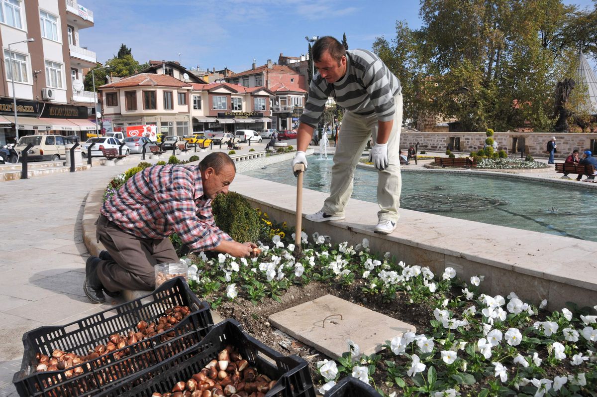 Merzifon Belediyesi\'nden 50 Bin Lale